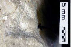 Foto (Detailansicht) von Decapoda indet. (NHMW-GEO-1990-0041-0392)